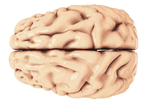 Mozek Jako Vykreslování Shora — Stock fotografie