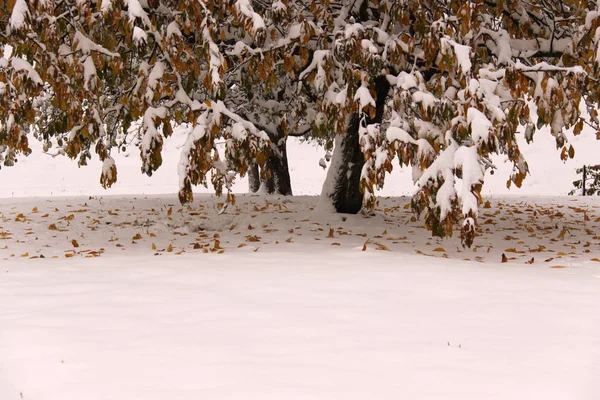 冬休み 雪の中の秋の木 — ストック写真