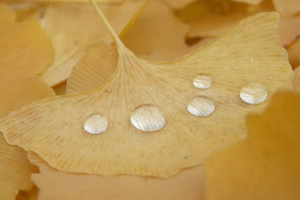 Folha Ginkgo Outono Com Gotas Água — Fotografia de Stock