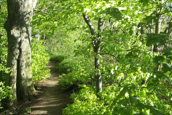 Лісова Стежка Навесні — стокове фото