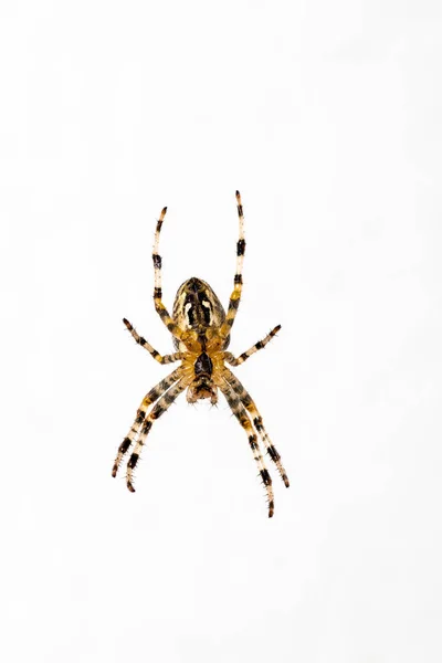 Gruselige Spinne Furchterregendes Insekt — Stockfoto