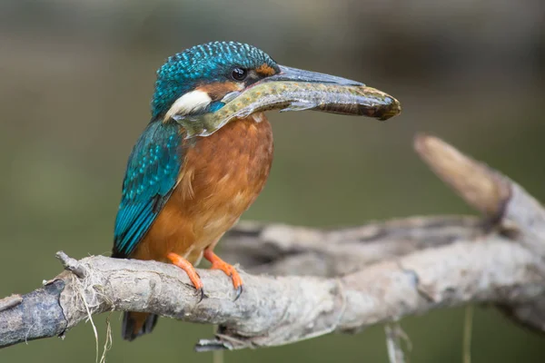 Közelkép Kilátás Kingfisher Madár Vad Élet — Stock Fotó