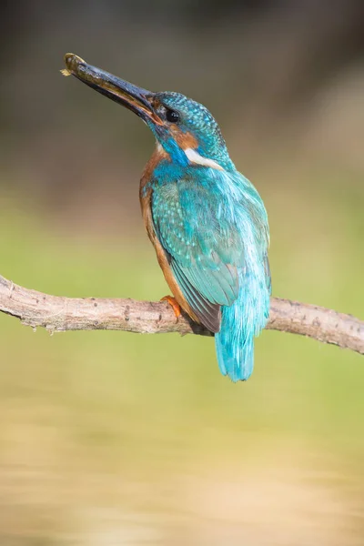 Vista Close Pássaro Kingfisher Vida Selvagem — Fotografia de Stock