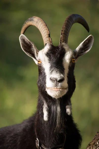 Landleben Selektiver Fokus — Stockfoto