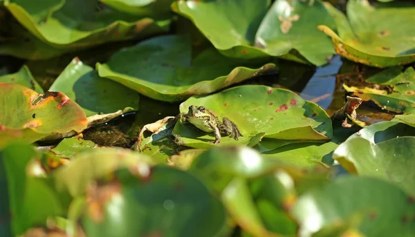 Katak Kolam Pelophylax Esculentus Diantara Bantalan Lily — Stok Foto