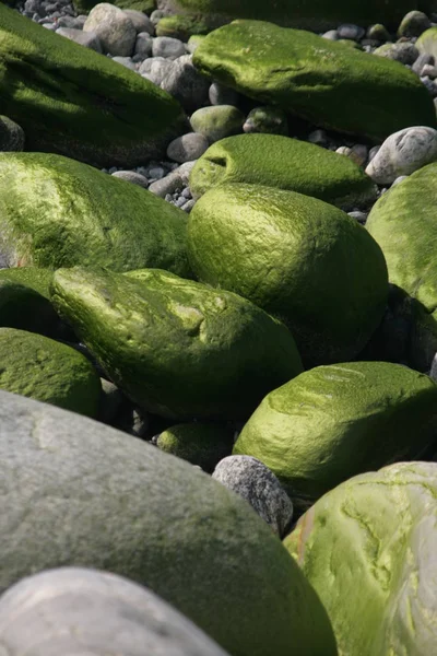 Pedras Verdes Cobertas Algas — Fotografia de Stock