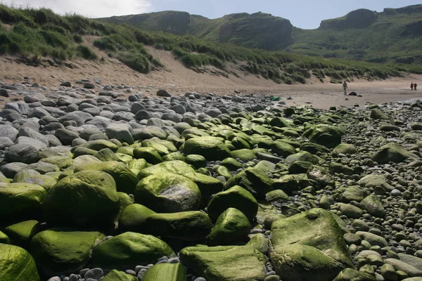 Green Algae Covered Stones — Stock Photo, Image