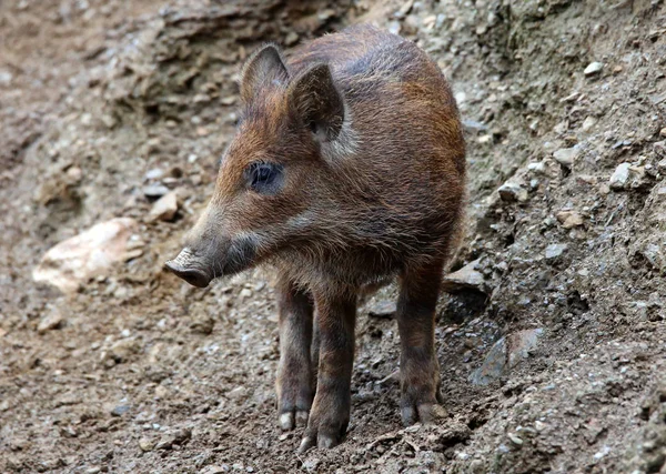 Ferkel Steinigen Hang — Stockfoto