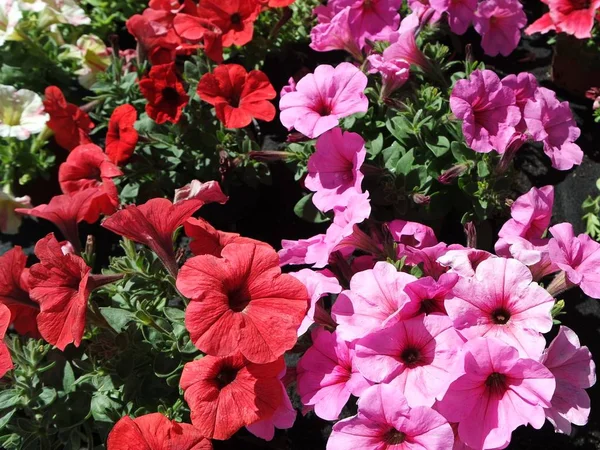 Schöne Botanische Aufnahme Natürliche Tapete — Stockfoto