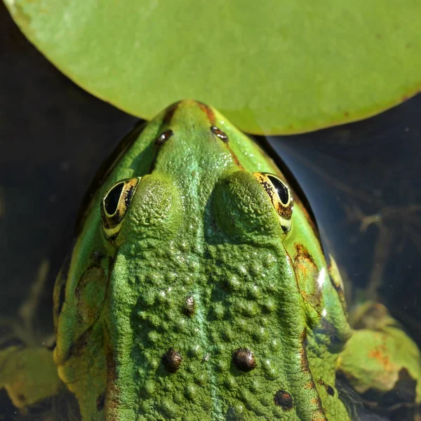 Zelená Jedlá Žába Evropská Žába Obyčejná Vodní Žába — Stock fotografie