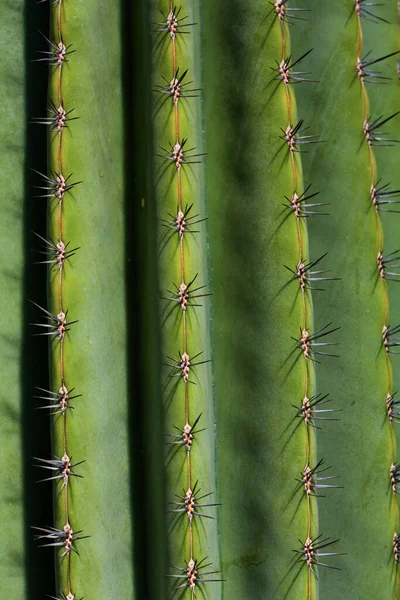 Planta Cactus Flora Tropical —  Fotos de Stock