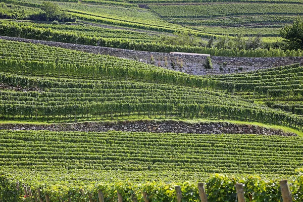 Weinterrassen Pino Neustift Tirol — Fotografia de Stock