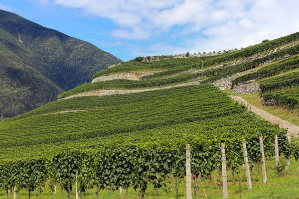 Αμπελώνας Στο Alto Adige Κοντά Στη Βρεσανόνη — Φωτογραφία Αρχείου