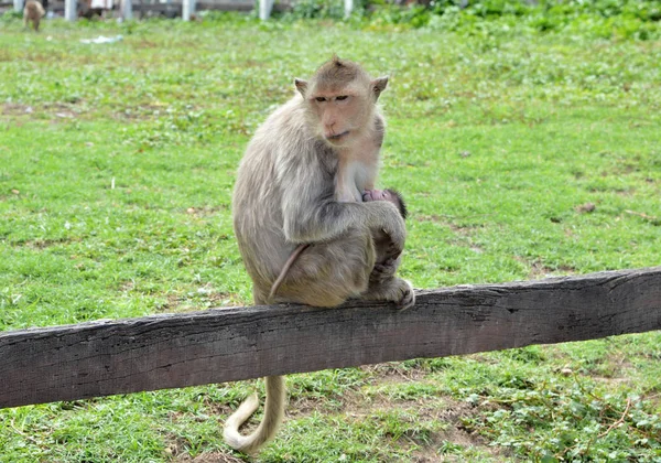 Maman Sauvage Macaque Lopburi Thaïlande Allaite Son Bébé — Photo