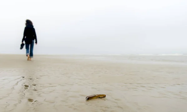 Conchiglie Sulla Spiaggia — Foto Stock