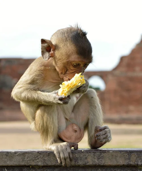 Roztomilý Mladý Macaque Opice Jíst Kukuřice Cukrová — Stock fotografie