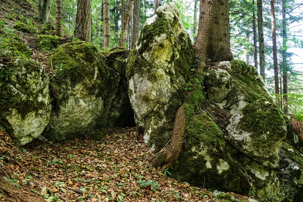 Forest Landscape Nadelbau Mossy Stones — Stock Photo, Image