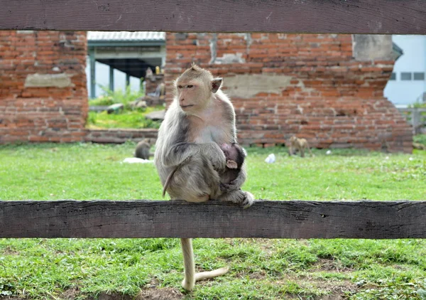 Wilde Makakenmutter Säugt Ihr Süßes Kleines Baby — Stockfoto