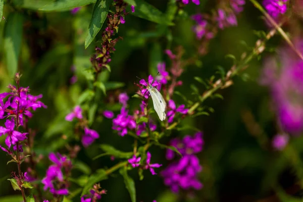 Roze Bloemen Tuin — Stockfoto