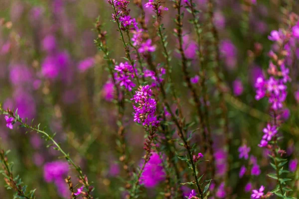 Mooie Bloemen Tuin — Stockfoto