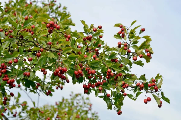 Berry Primo Piano Shot Concetto Cibo Sano — Foto Stock