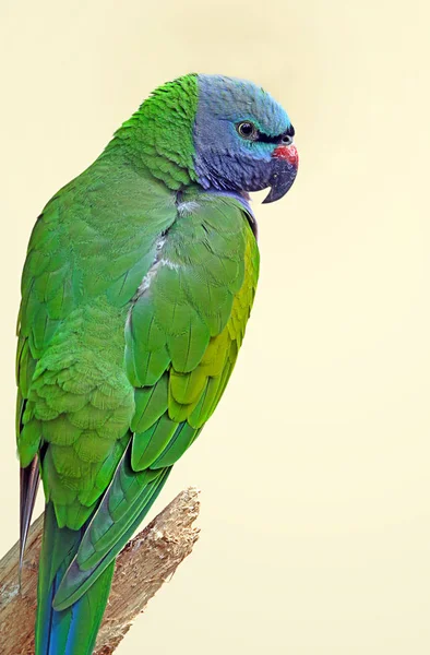 Китайский Попугай Psittacula Derbiana Крупным Планом — стоковое фото