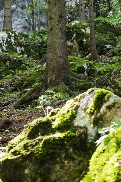 침엽수와 이끼가 바위가 환상적 풍경의 — 스톡 사진