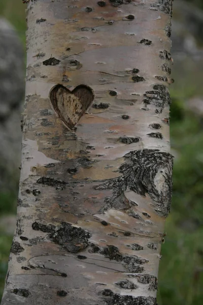 Cuore Scolpito Nella Corteccia — Foto Stock