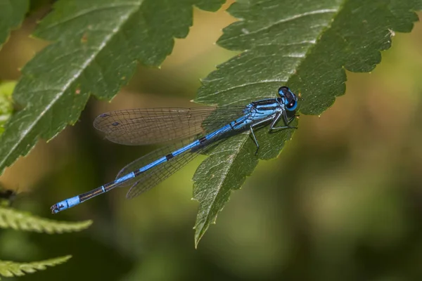 Böcekbilim Odonata Yusufçuk Böceği — Stok fotoğraf