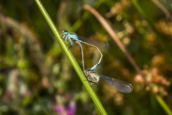 Böcekbilim Odonata Yusufçuk Böceği — Stok fotoğraf