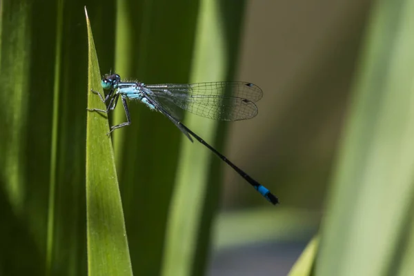 Entomología Odonata Insecto Libélula — Foto de Stock