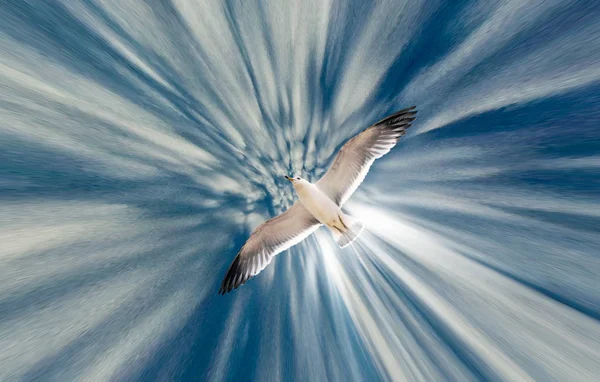 Racek Letící Obloze Efekt Tvaru Paprsku Pro Zvýšení Efektu — Stock fotografie