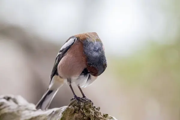 Schilderachtige Vogel Thema Schot — Stockfoto