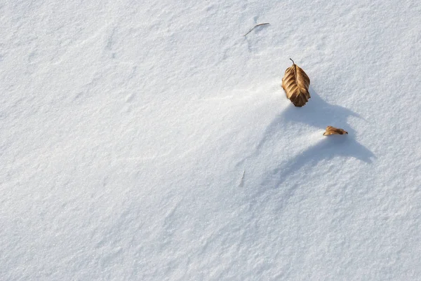 Suchy Brązowy Liść Drzewa Tle Śniegu — Zdjęcie stockowe