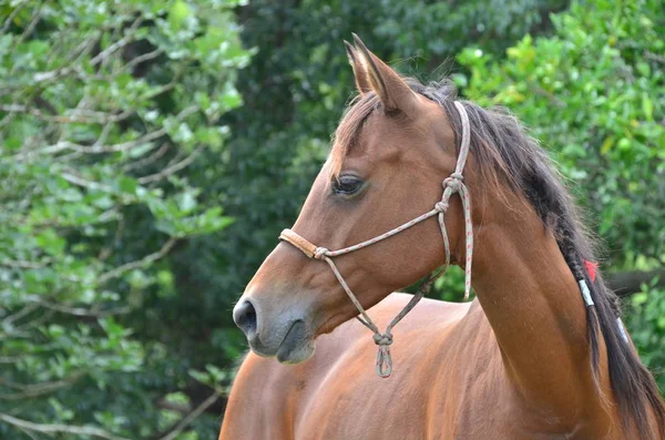 Porträt Eines Pferdes Auf Dem Feld — Stockfoto