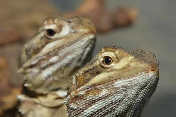 Земноводные Животные Лягушки Рептилии — стоковое фото