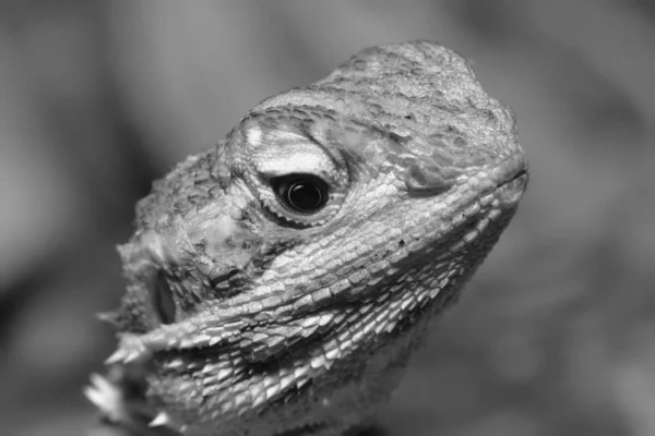 Șopârlă Animal Reptilă Tropicală — Fotografie, imagine de stoc