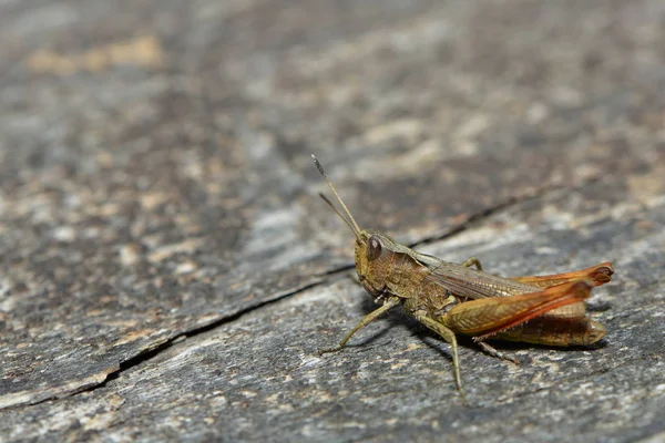 Insetto Della Cavalletta Insetto Orante Invertebrato — Foto Stock