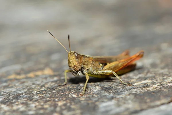 Insecto Saltamontes Insecto Orante Invertebrado — Foto de Stock