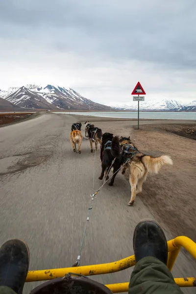 Latem Sanki Dla Psów Svalbard Arktyka Perspektywa Pierwszej Osoby — Zdjęcie stockowe