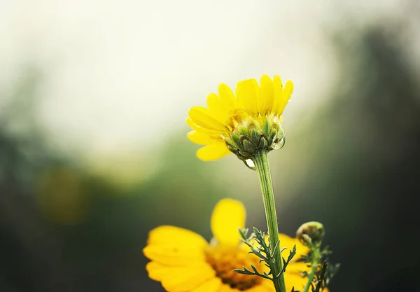 Utsikt Över Vackra Vårblommor — Stockfoto