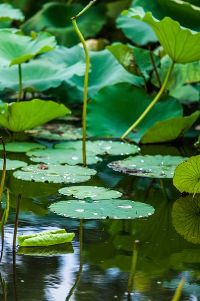 ユリ蓮の花 池の植物 — ストック写真