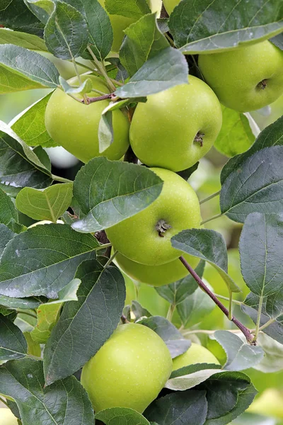 Manzanas Verdes Una Rama — Foto de Stock