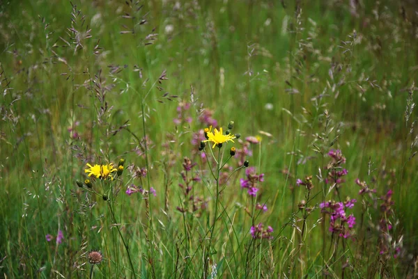 Détail Une Prairie Été Avec Des Fleurs Des Pailles Herbe — Photo