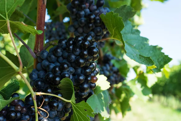 Winorośl Niebieskim Winogronem Krajobraz Rolniczy Winogronami — Zdjęcie stockowe