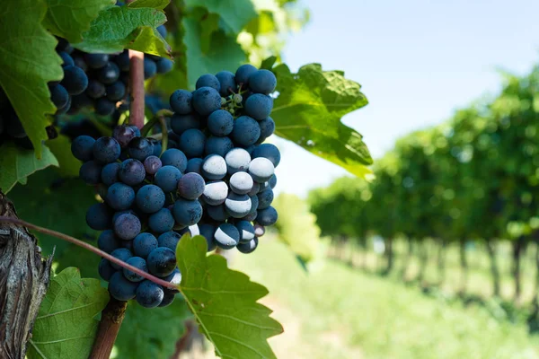 Weinrebe Mit Blauen Trauben Ländliche Landschaft Mit Trauben — Stockfoto