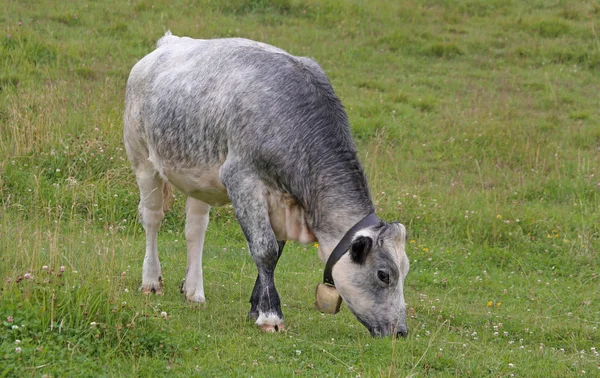 Young Cattle Mountain Meadow — Stock Photo, Image