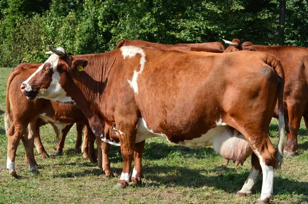 Коровы Пастбище Летом — стоковое фото