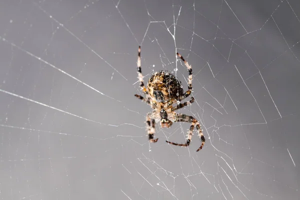 Strašidelný Pavouk Strašidelný Hmyz — Stock fotografie