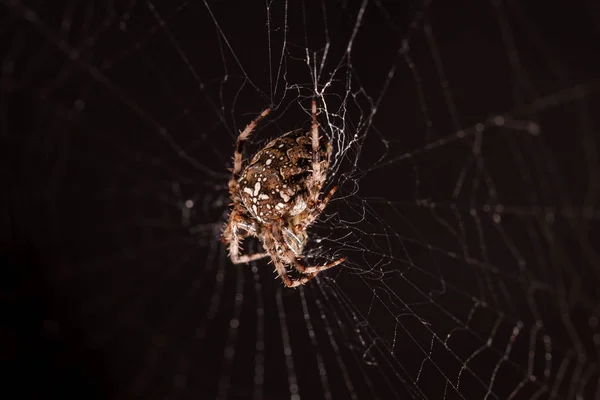 Uma Aranha Sua Teia Espreitando Sua Presa — Fotografia de Stock